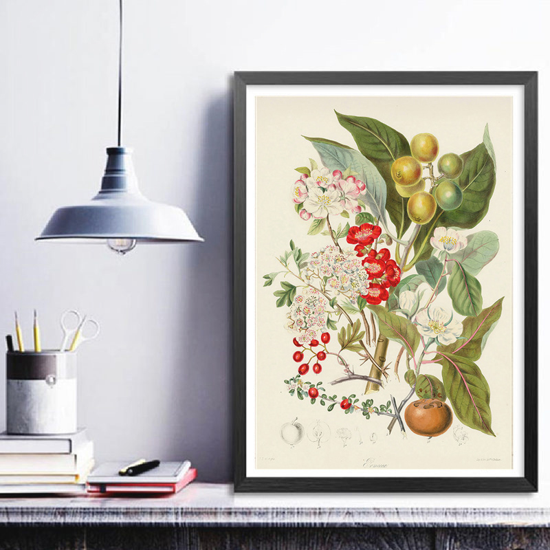 Collection botanique : affiche - Vintage Collectible Posters avis et prix