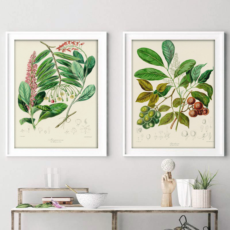 Collection botanique : affiche - Vintage Collectible Posters avis et prix